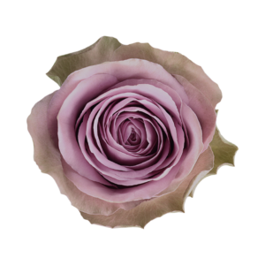 ROSE, 50CM LAVENDER, TIARA