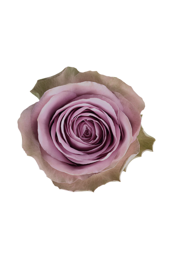 ROSE, 50CM LAVENDER, TIARA