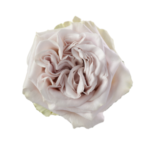 ROSE, 50CM LAVENDER, WESTMINSTER ABBEY