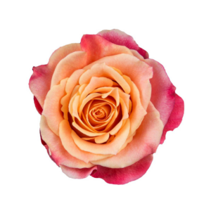 ROSE, 50CM NOVELTY, 3D