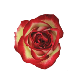 ROSE, 50CM NOVELTY, ABSURDA