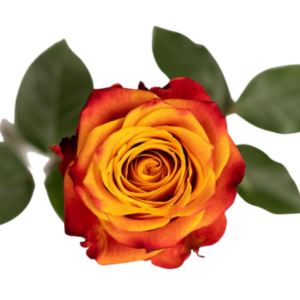 ROSE, 50CM NOVELTY, ATOMIC