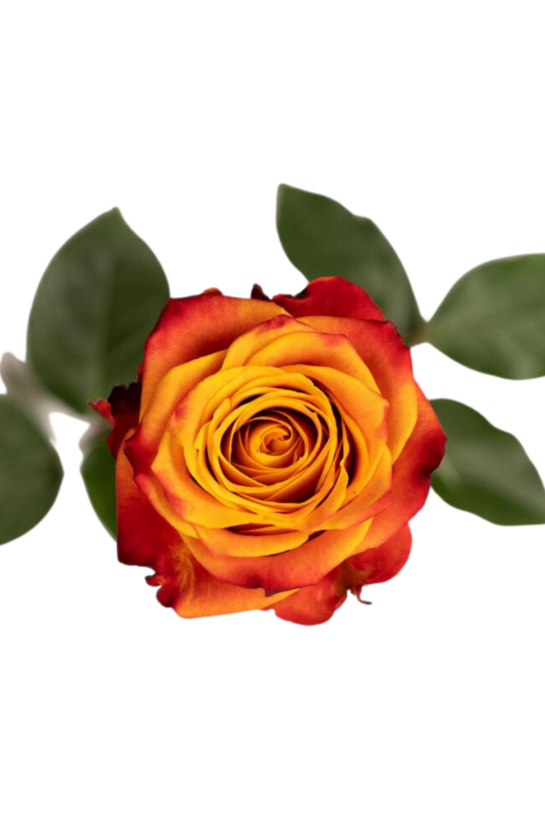 ROSE, 50CM NOVELTY, ATOMIC