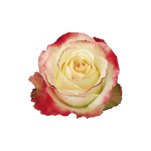 ROSE, 50CM NOVELTY, AUBADE