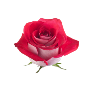 ROSE, 50CM NOVELTY, BLEUZ