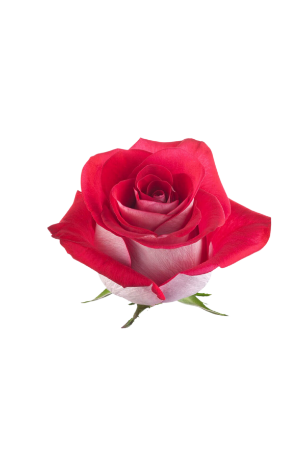 ROSE, 50CM NOVELTY, BLEUZ