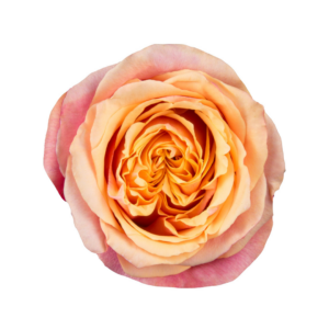 ROSE, 50CM NOVELTY, CHERRY BRANDY