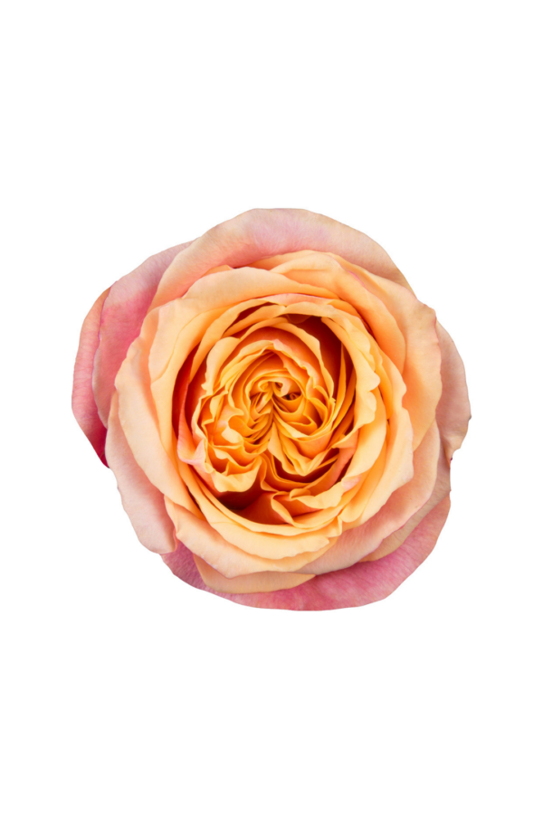 ROSE, 50CM NOVELTY, CHERRY BRANDY