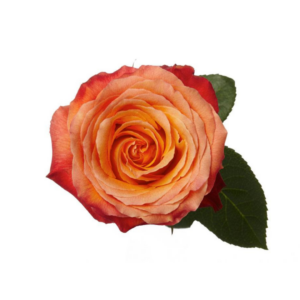 ROSE, 50CM NOVELTY, HIGH INTENZE