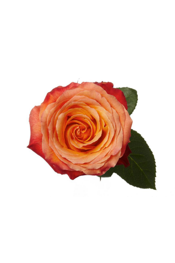 ROSE, 50CM NOVELTY, HIGH INTENZE