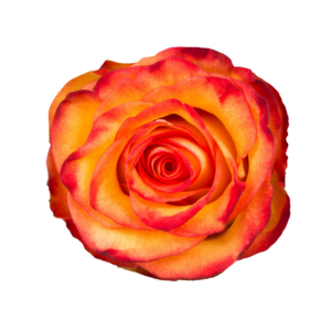 ROSE, 50CM NOVELTY, HIGH & MAGIC