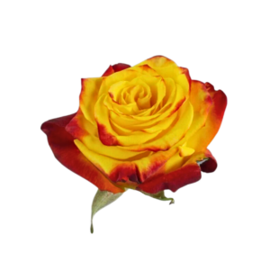 ROSE, 50CM NOVLETY HIGH & YELLOW MAGIC FLAME