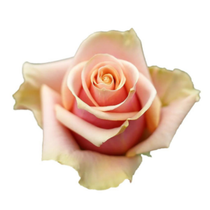 ROSE, 50CM NOVELTY, KOMODO