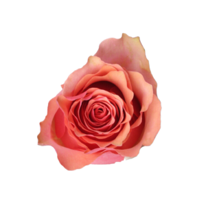 ROSE, 50CM NOVELTY, SAMBA PA TI
