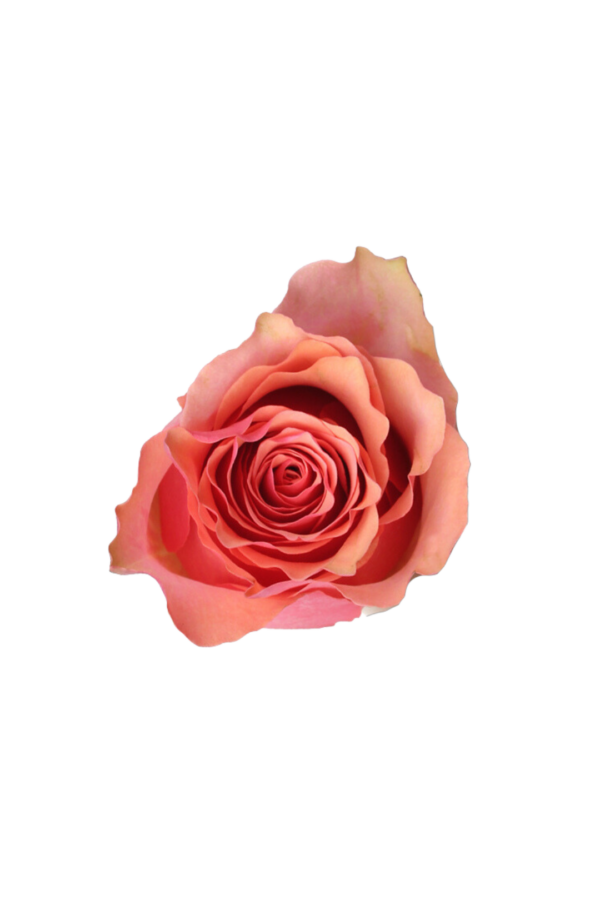 ROSE, 50CM NOVELTY, SAMBA PA TI