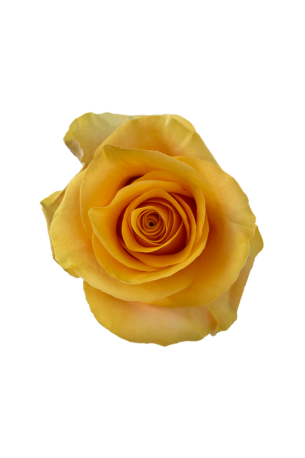 ROSE, 50CM NOVELTY, SERENADE