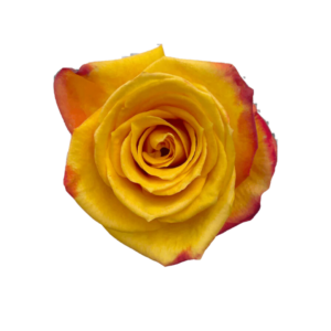 ROSE, 50CM NOVELTY, TUTTI FRUTTI