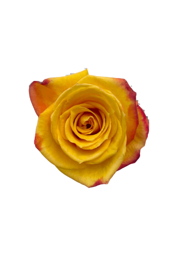 ROSE, 50CM NOVELTY, TUTTI FRUTTI