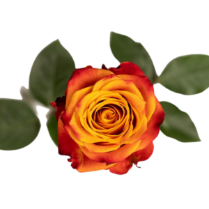 ROSE, 50CM ORANGE, ATOMIC