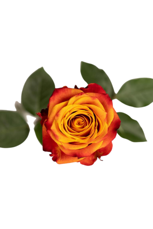 ROSE, 50CM ORANGE, ATOMIC