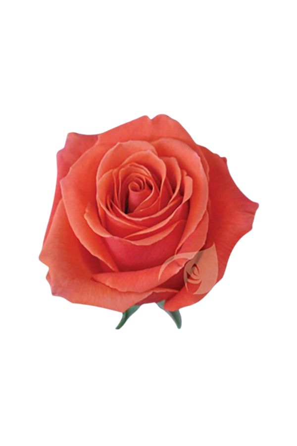 ROSE, 50CM ORANGE, CAYENNE