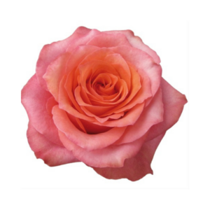 ROSE, 50CM ORANGE, HARD ROCK