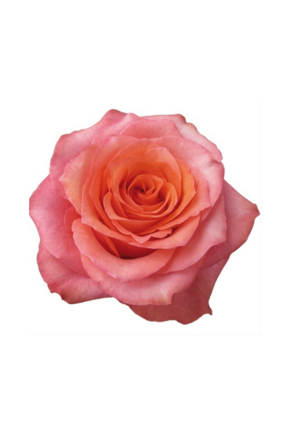 ROSE, 50CM ORANGE, HARD ROCK