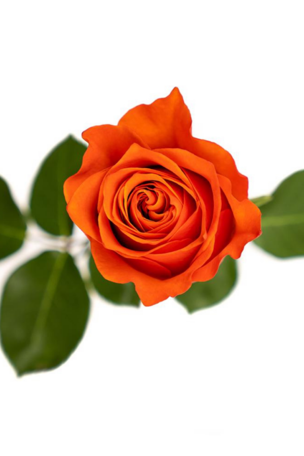 ROSE, 50CM ORANGE, HILUX