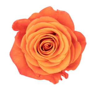 ROSE, 50CM ORANGE, ORANGE CRUSH