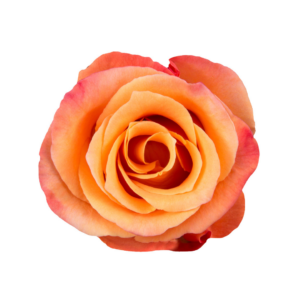 ROSE, 50CM ORANGE, ORANGE UNIQUE
