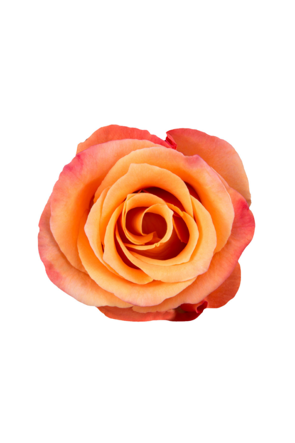 ROSE, 50CM ORANGE, ORANGE UNIQUE