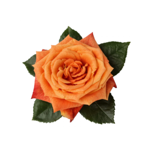 ROSE, 50CM ORANGE, SUNSET GLORY