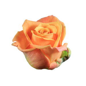 ROSE, 50CM ORANGE, TROPIC CRUSH