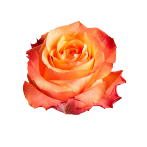 ROSE, 50CM ORANGE, TWILIGHT