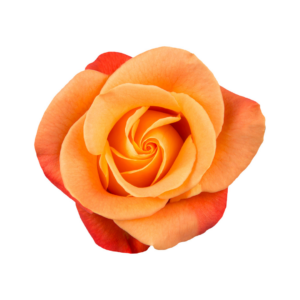 ROSE, 50CM ORANGE, VOODOO