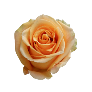 ROSE, 50CM PEACH, CAVENDISH