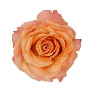 ROSE, 50CM PEACH, CARPE DIEM