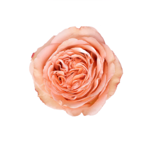 ROSE, 50CM PEACH, COUNTRY HOME