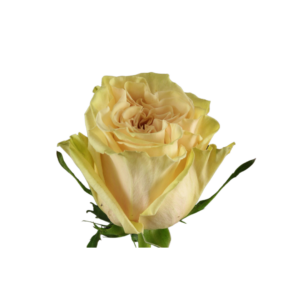 ROSE, 50CM PEACH, CUTEENIGMA