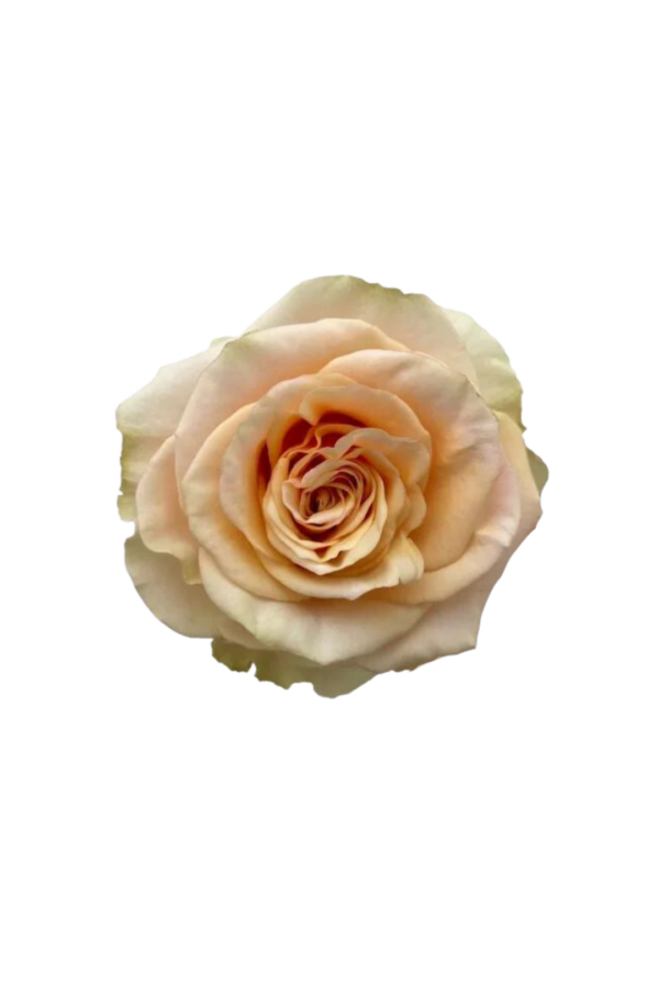 ROSE, 50CM PEACH, PEARL FINESSE