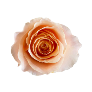 ROSE, 50CM PEACH, PEACH GARDEN