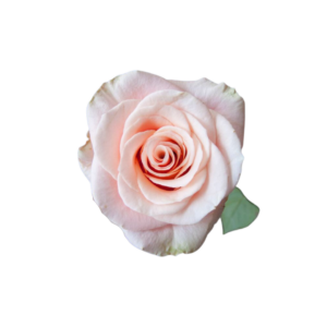 ROSE, 50CM PEACH, PHOENIX