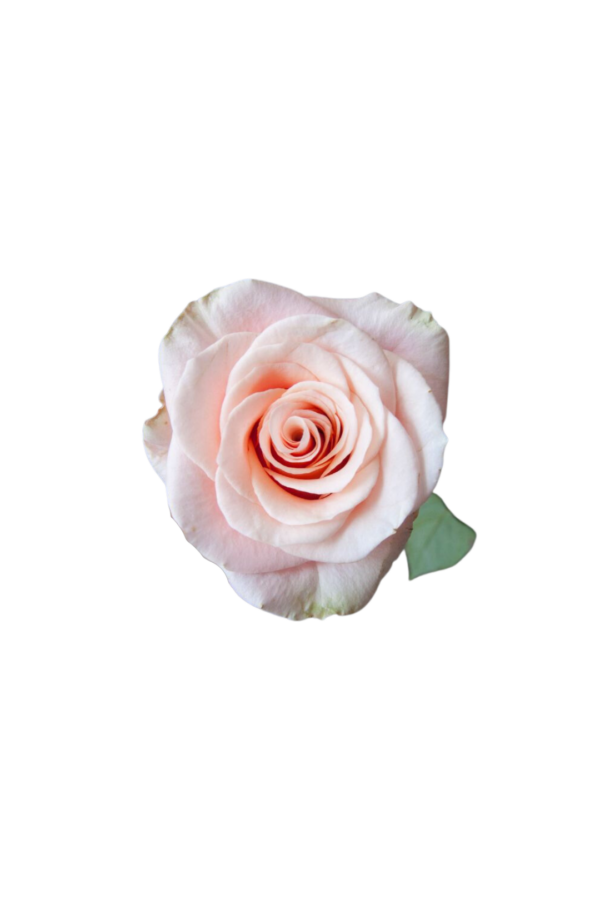ROSE, 50CM PEACH, PHOENIX