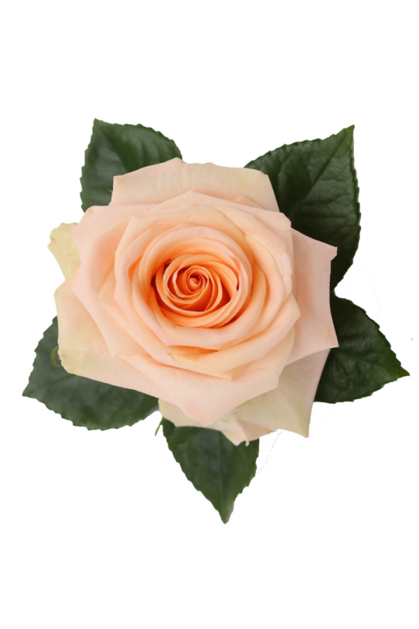 ROSE, 50CM PEACH, TIFFANY
