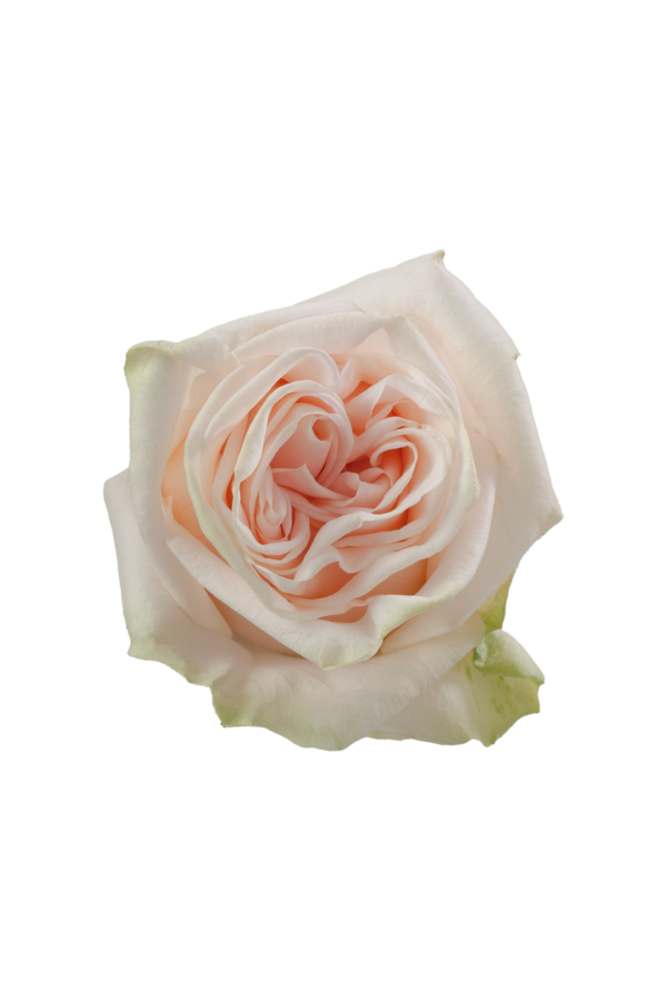 ROSE, 50CM PEACH, WEDDING SPIRIT