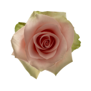 ROSE, 50CM PINK, ABSOLUTE IN PINK