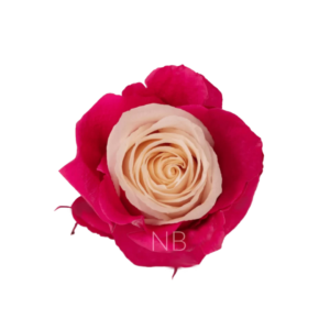 ROSE, 50CM PINK, PINK CANDY