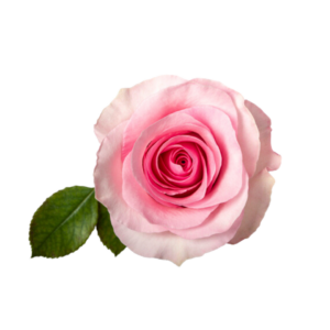 ROSE, 50CM PINK, CHRISTA