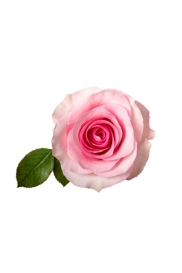 ROSE, 50CM PINK, CHRISTA