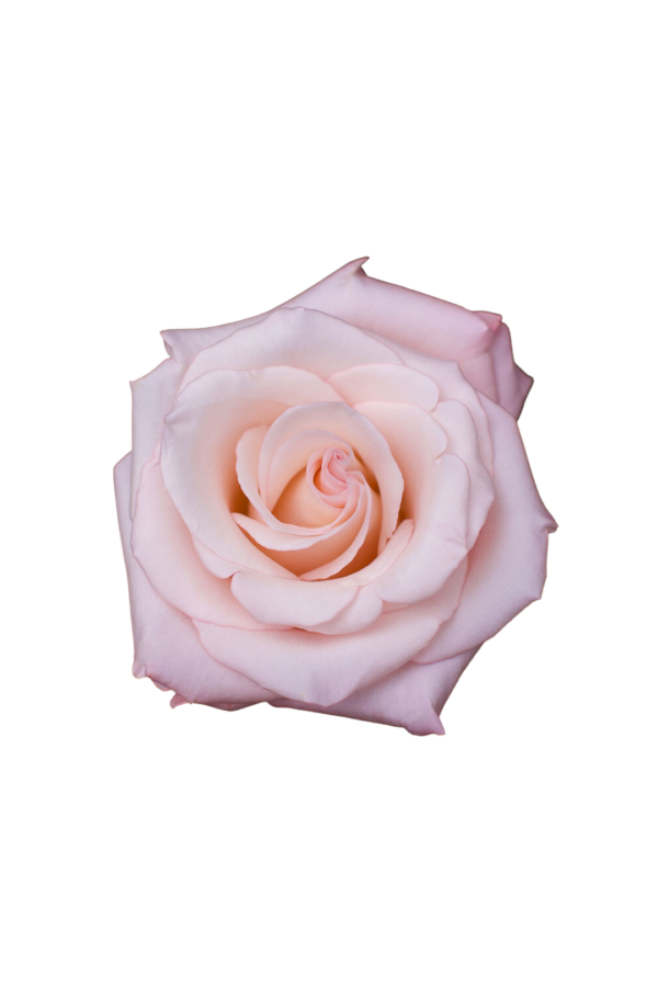 ROSE, 50CM PINK, CIELO